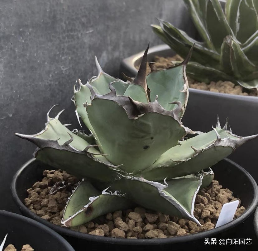 客厅最旺财的10种花,过年摆什么花放在客厅