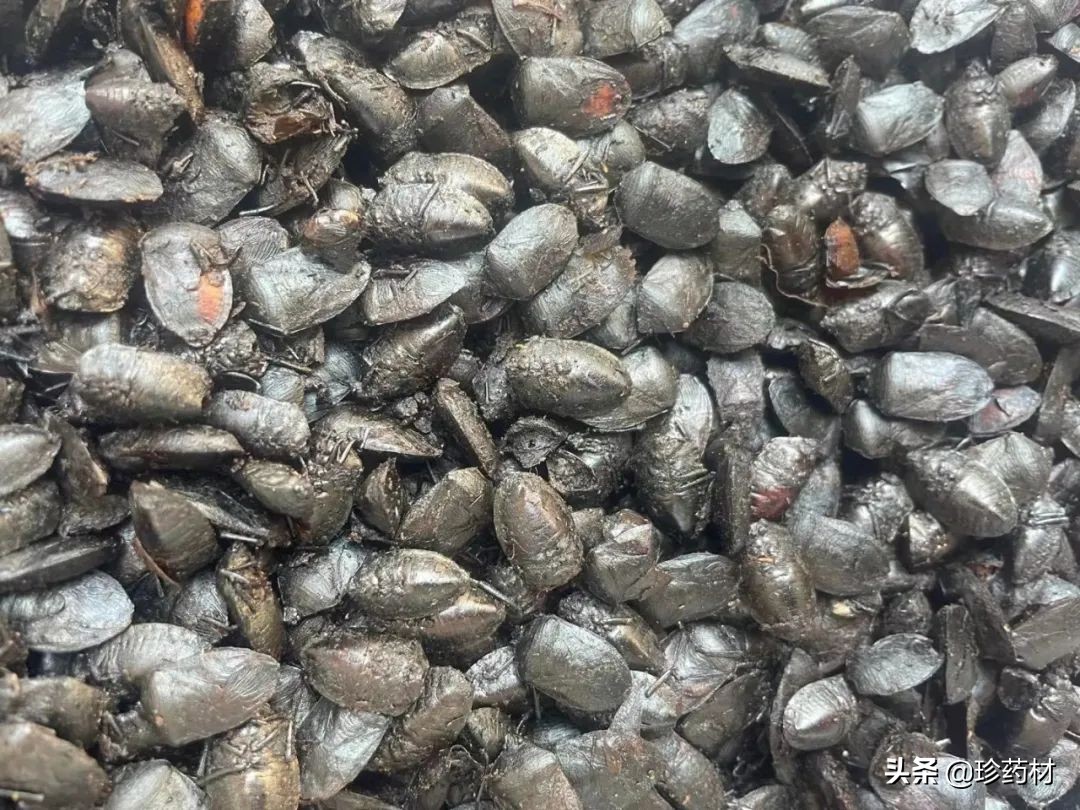 12月23日中药材市场快讯：三七、红景天、白茅根、猫爪草、菟丝子