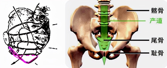 胎儿屁股在右侧是什么胎位,胎位roa屁股在左边还是右边