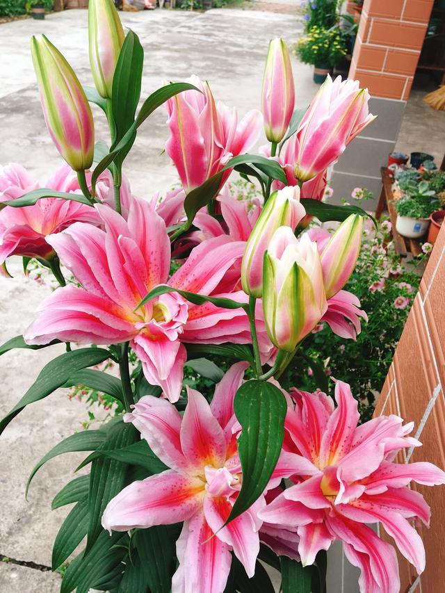 毒性很强的花是什么花,这6种常见的花有毒性