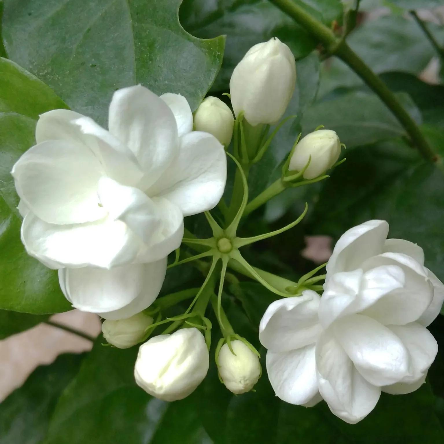 春夏之交，越来越多的花含苞欲放，这一百种娇媚蓓蕾真是美不胜收