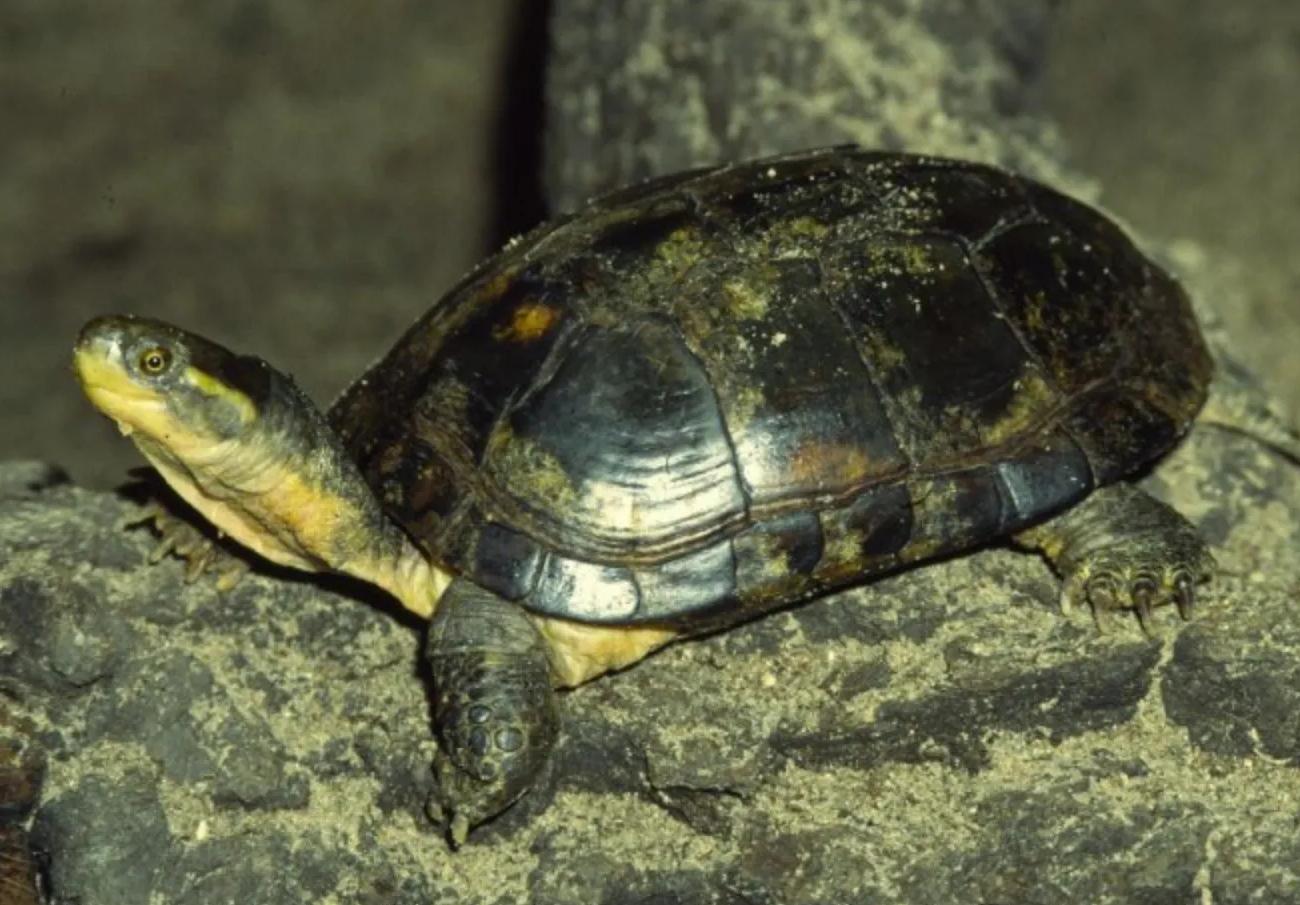 男子养天价乌龟一只龟能卖100,卖乌龟年入百万