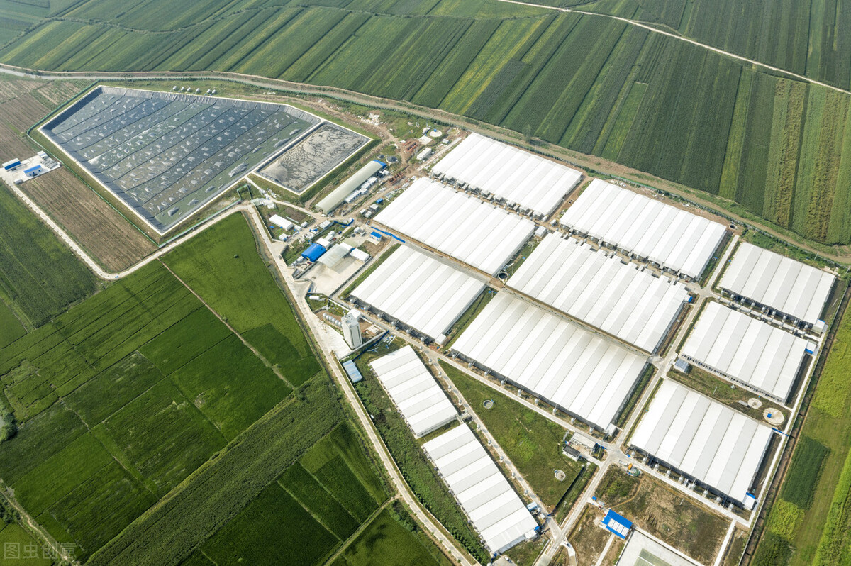 母猪亚健康的调理方法,母猪亚健康的原因和治疗方法