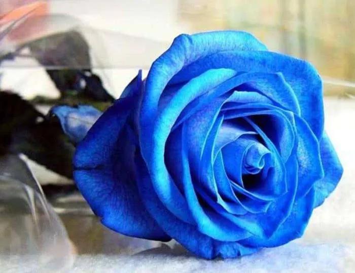 蓝颜知己和蓝颜知己有什么区别,什么是蓝颜知己蓝颜爱上你的表现