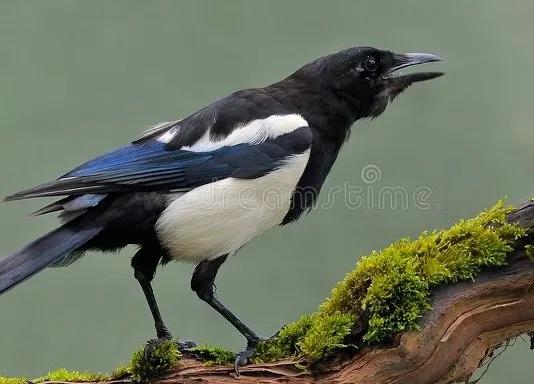 鸟窝放鸡蛋,生活鸡蛋