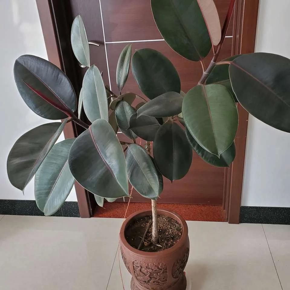 24小时吸甲醛释放氧气的花,刚装修好的房养啥花好能吸甲醛