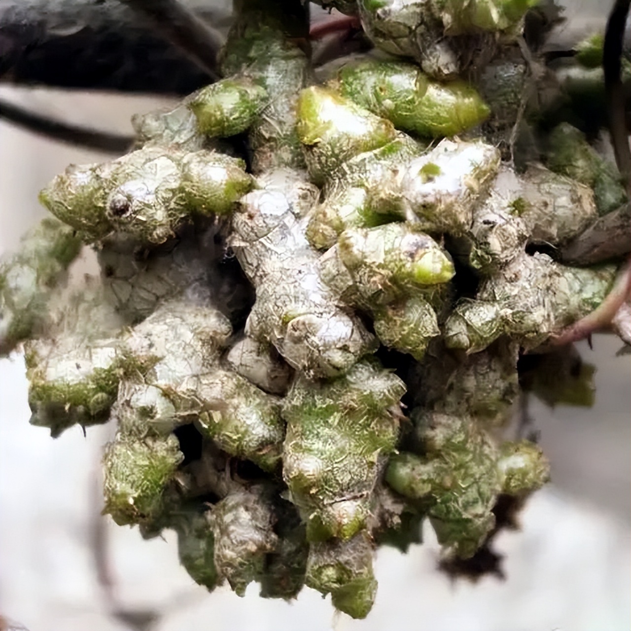 木耳菜能生吃的吗,木耳菜可以随便吃吗