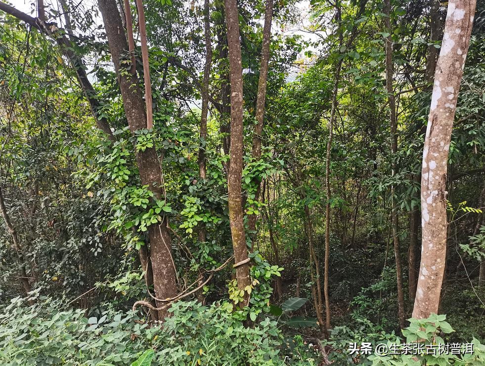 六大茶山普洱茶的特点,古六大茶山的茶叶外形特点