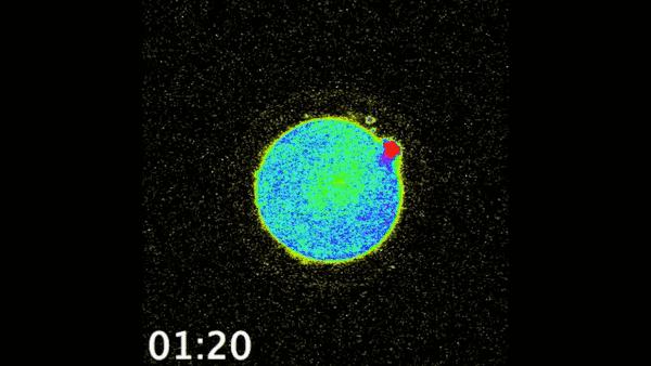 当精子与卵细胞相遇,当精子和卵子相遇后还会排卵吗