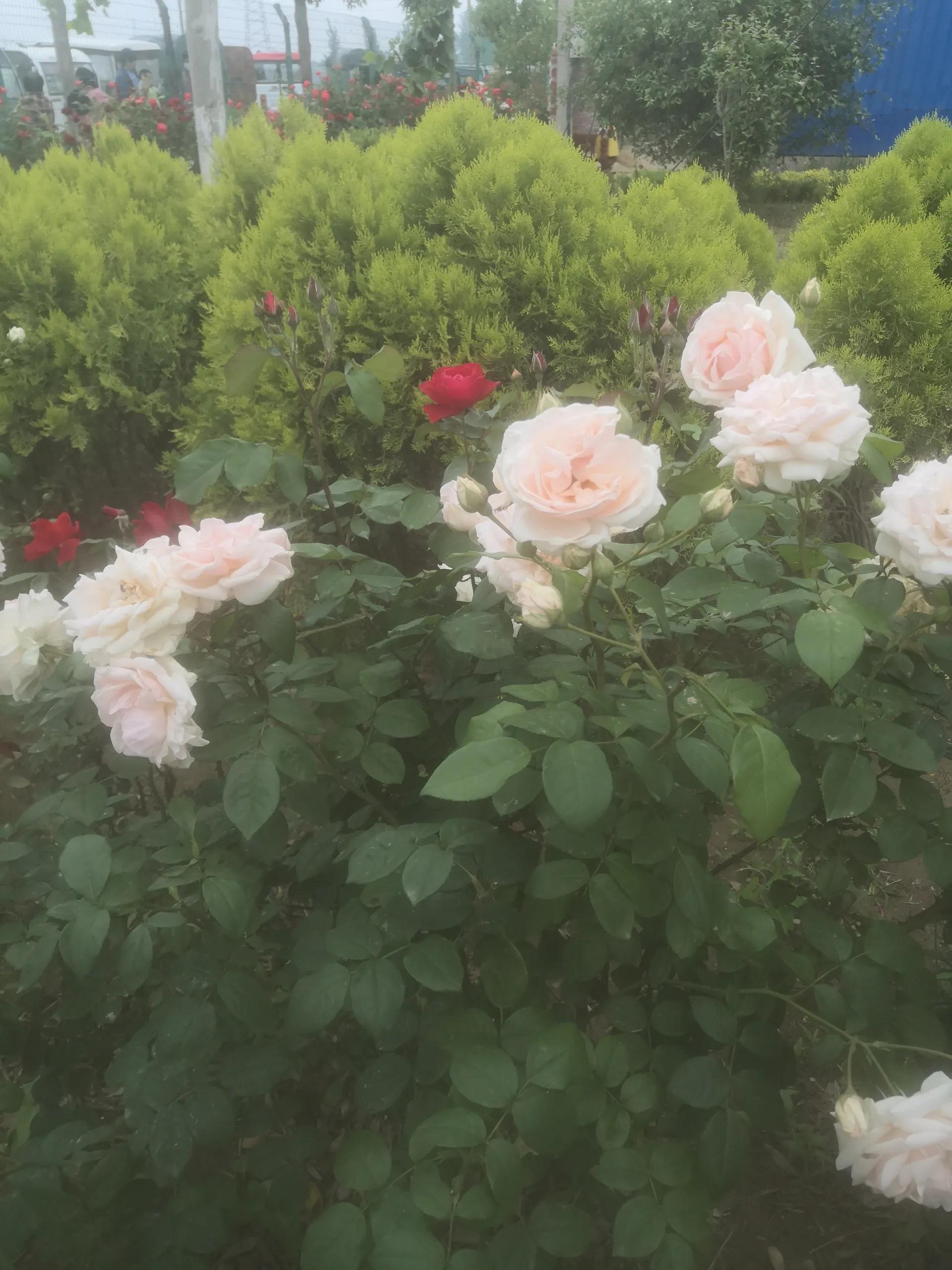 要男人有什么用经典语录,我要男人有何用完整版