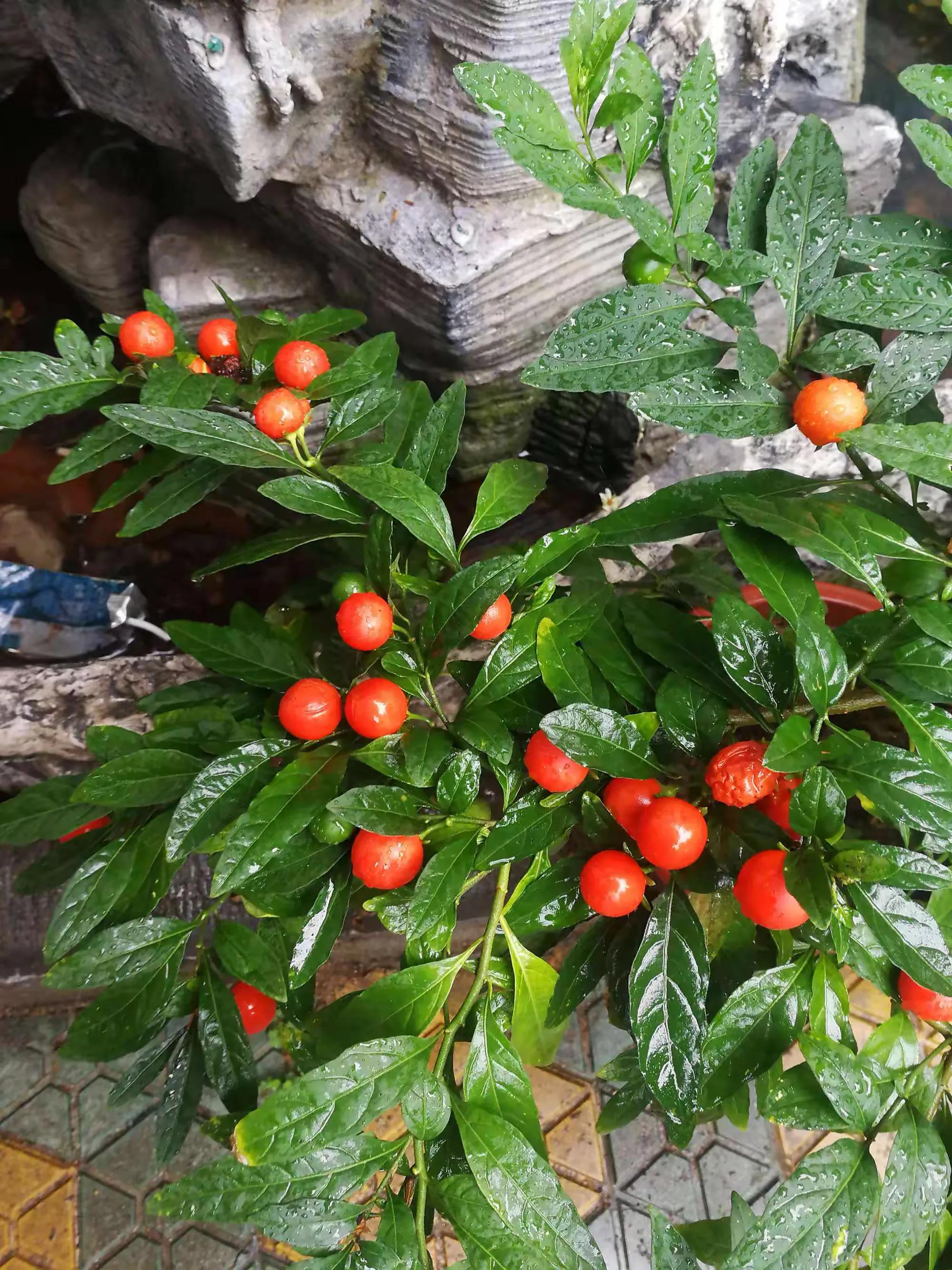 春天十种最美的花名字,花名带冬的有什么花