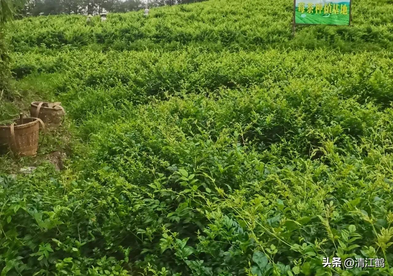 扦插藤茶苗生根的方法,藤茶扦插后不发芽怎么处理