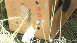 黄鼠狼跑超市好吗,黄鼠狼进超市偷蛋