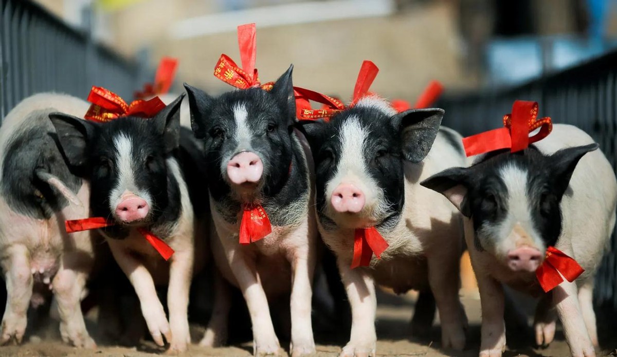 全国猪肉产地在哪里,正宗黑土猪肉产地哪最好