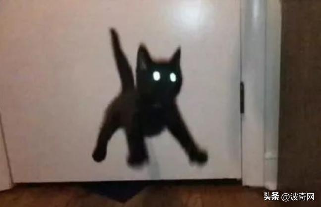 他们收养黑猫后，半年中了百万英镑？谁再说黑猫不吉利！