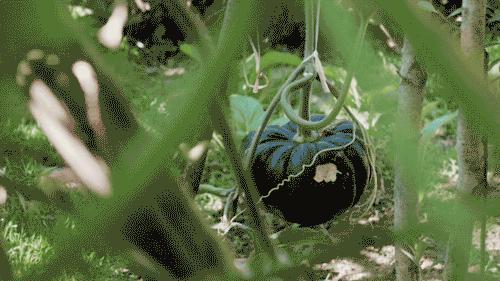 裸辞女教师云南,辞职女教师隐居山村多年