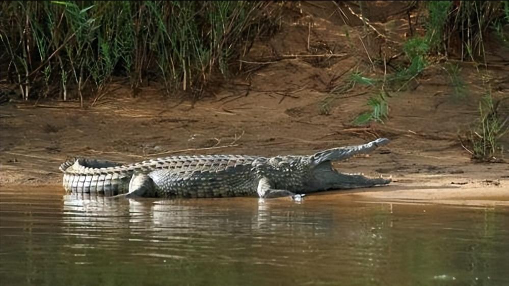 性情凶猛的十大鳄鱼,世界上十大最凶猛的鳄鱼排行榜