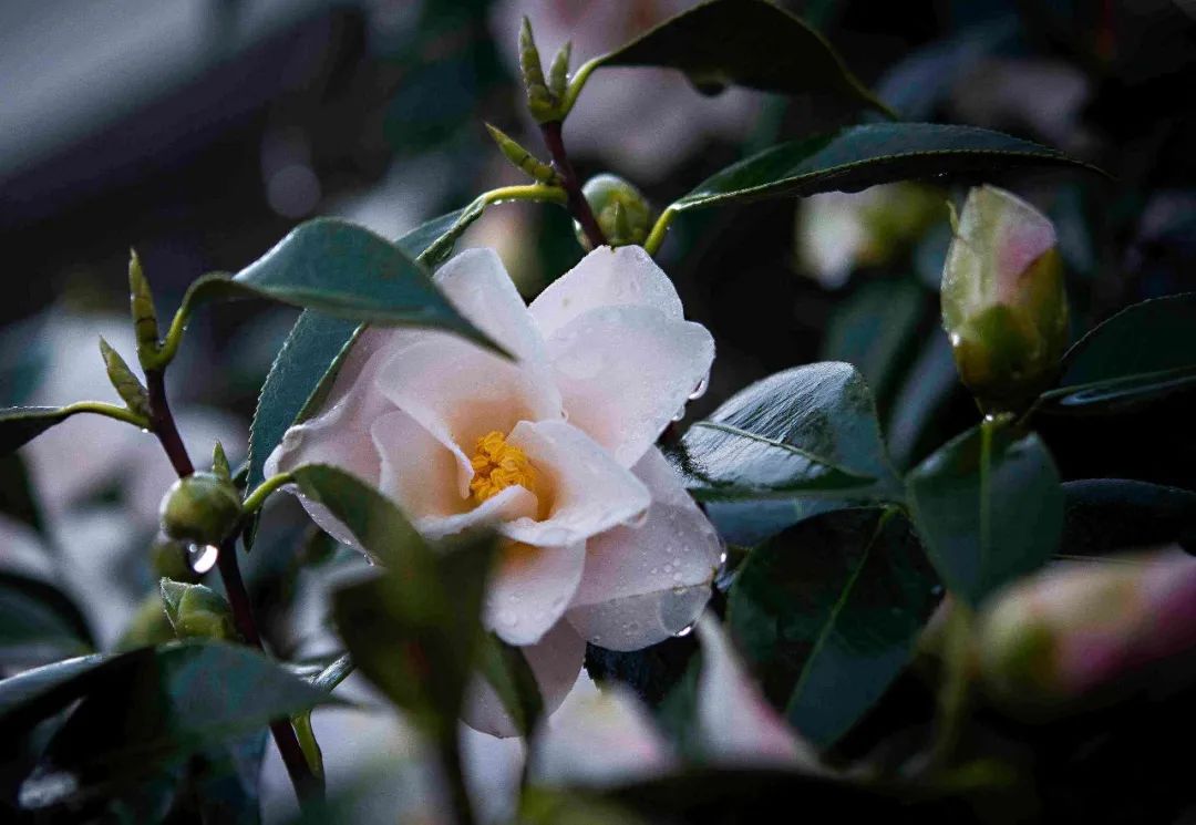 #草木有趣|雪里开花到春晚，不是寻常儿女花