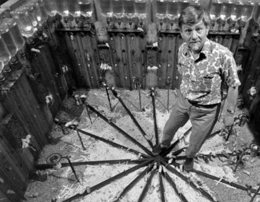 美国白鼠的繁衍,美国白鼠能繁衍多少只