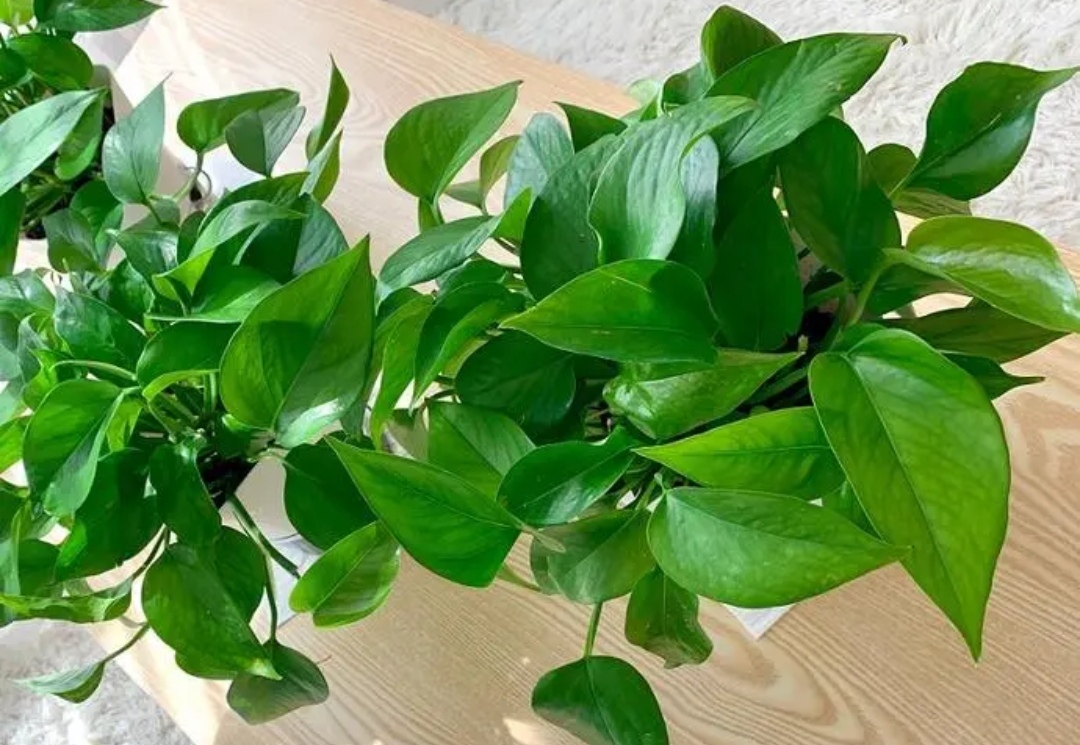 天冷绿萝蔫了怎么办,天冷绿萝能浇水吗