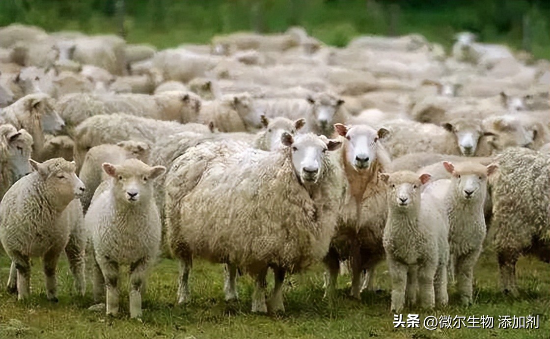 羊破伤风最佳防治方法,羊得破伤风症状表现有哪些