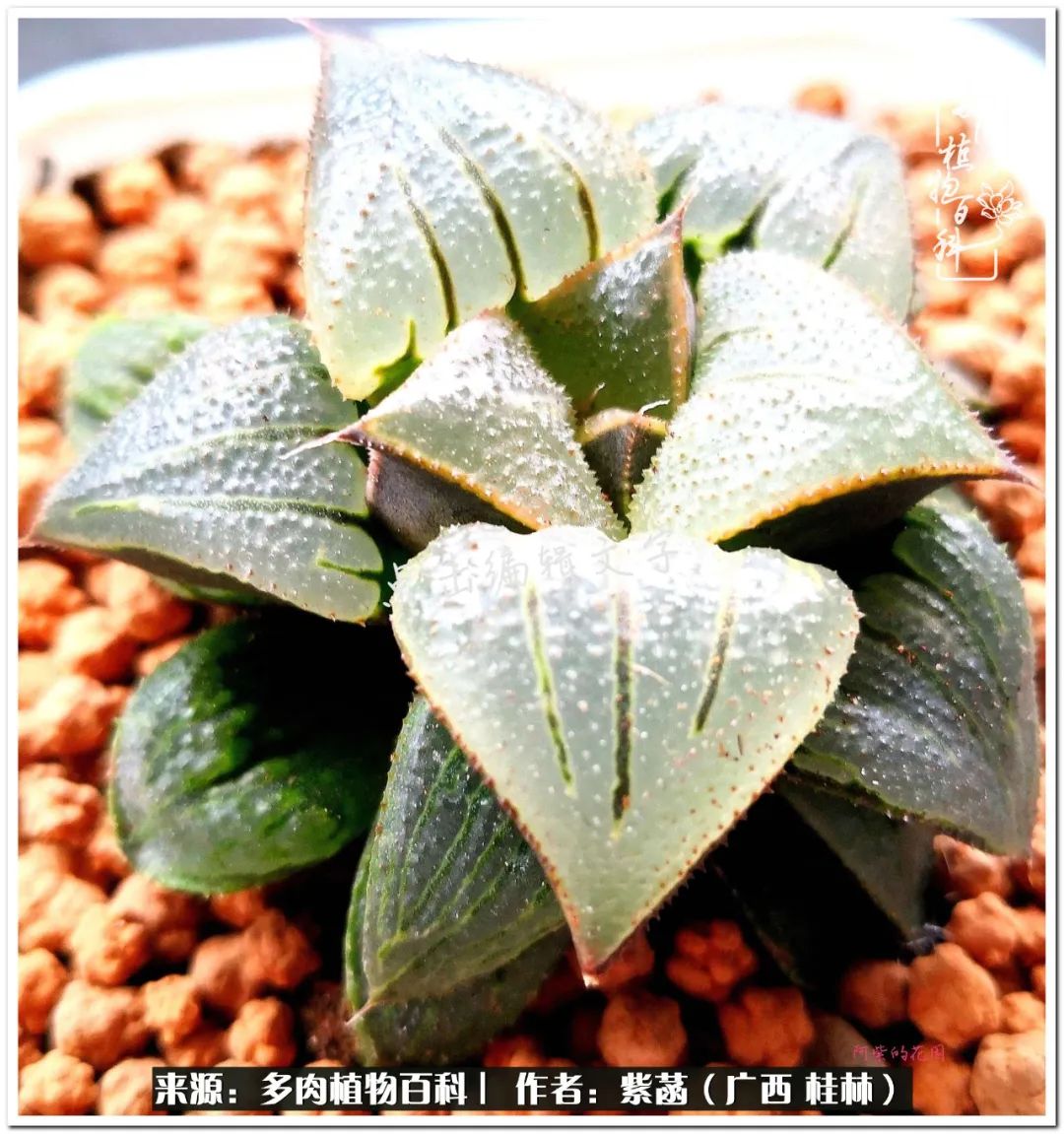 酷暑里的关爱，如十二卷般透亮绵长