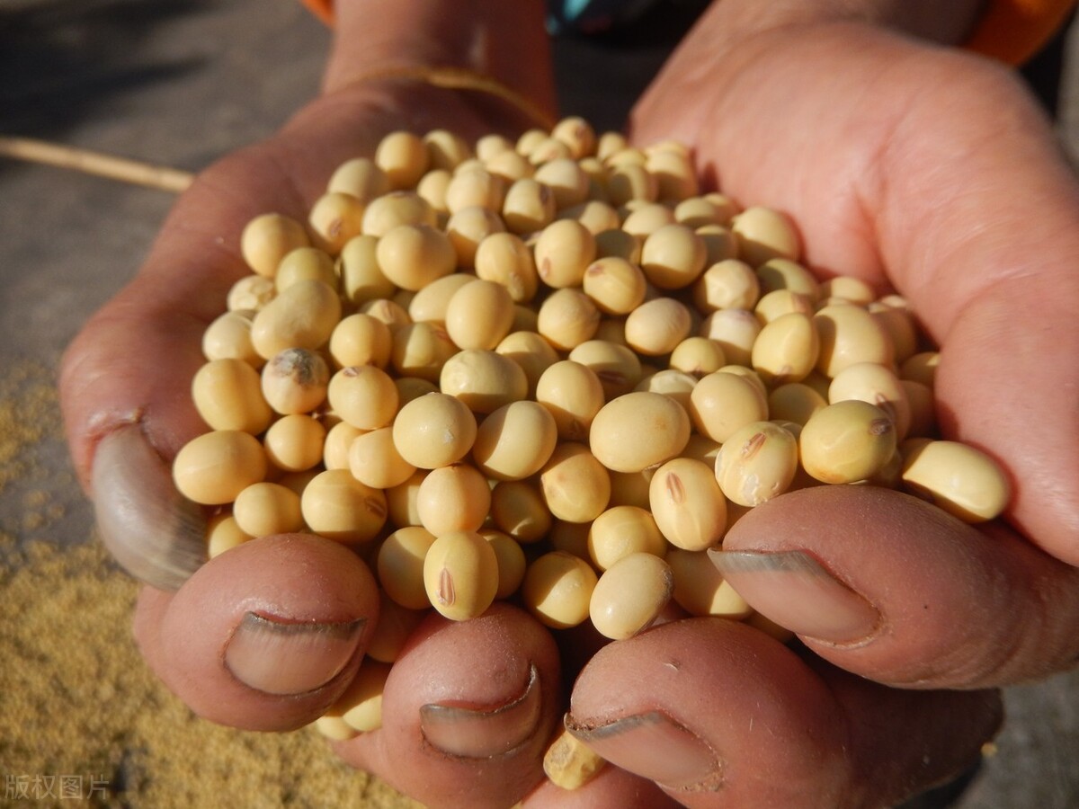 大豆价格行情今年年末,大豆价格最新行情5月16日