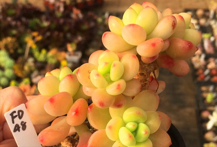 自带香味的叶子,有肉香的叶子