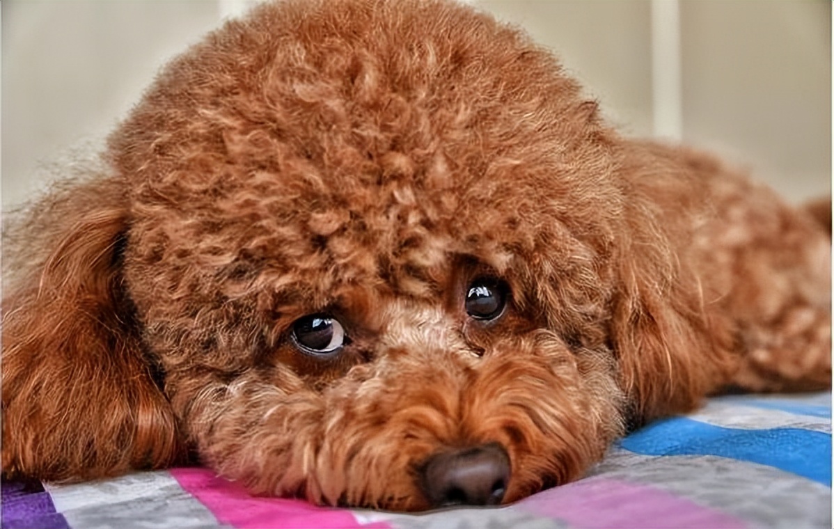 泰迪犬怎么看年龄段表,泰迪犬牙齿年龄对照表