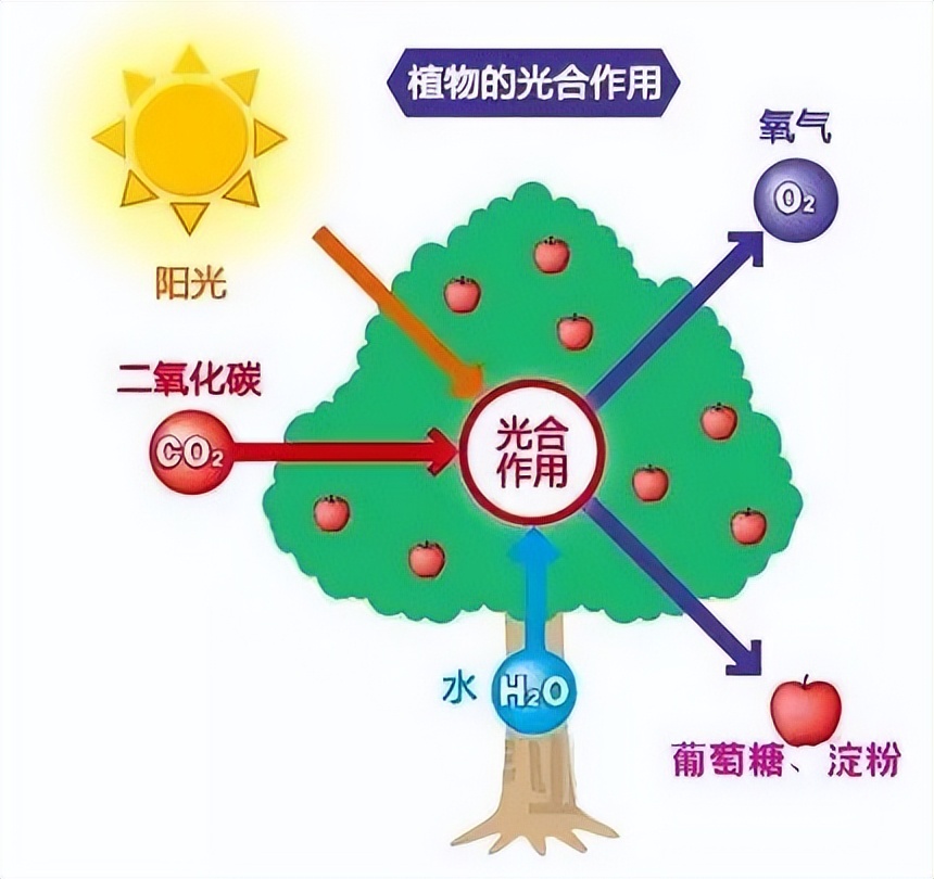 团粉和生粉有什么区别,嫩肉粉生粉团粉的区别