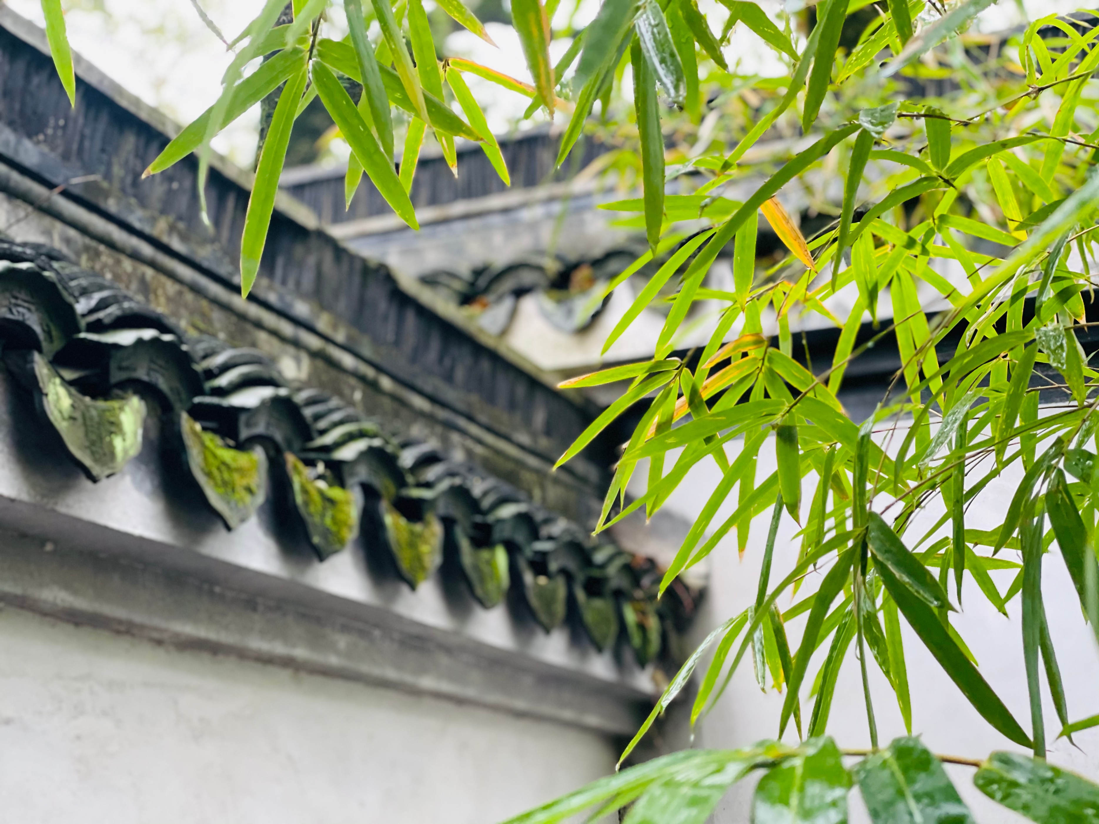 人间最美的读书声全文,人间最美读书声读后感