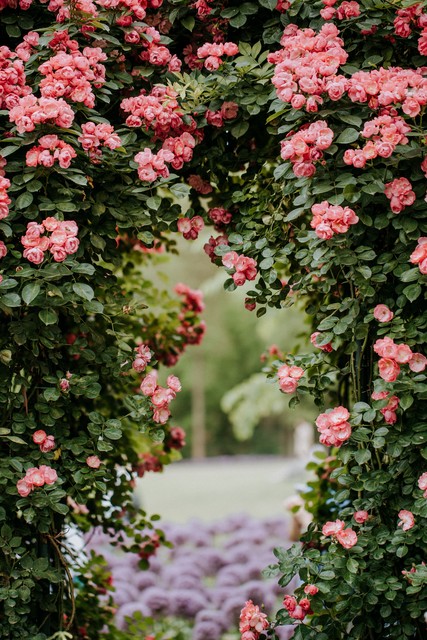写蔷薇花的古诗词,古诗词经典诵读蔷薇花