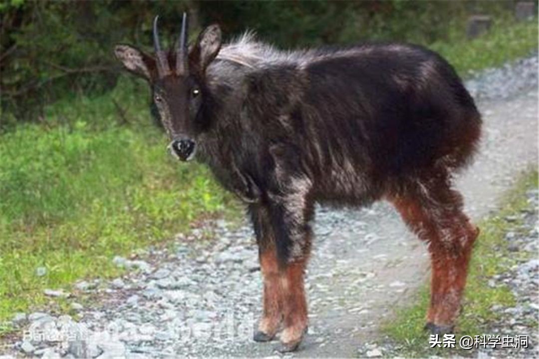 湖北出现多只神兽天马,湖北的天马好吗