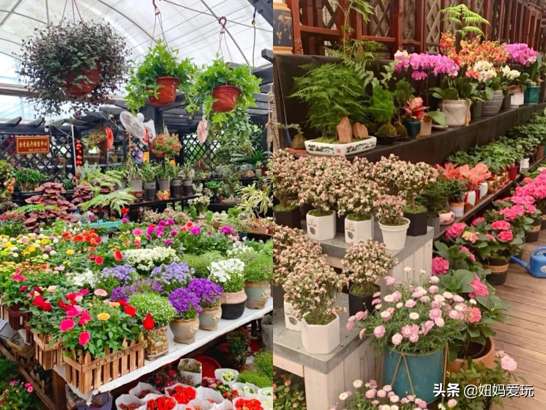 济南市市中区花鸟鱼虫市场在哪里,济南凤凰山花鸟鱼虫市场