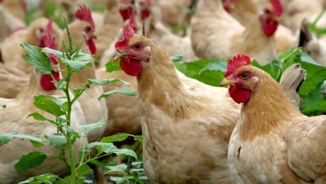 鸡舍湿度大小对鸡的影响,鸡舍湿度过低对产鸡有什么影响