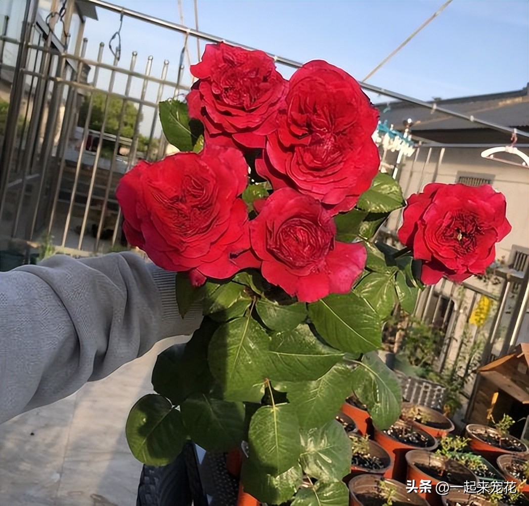 好养有香味的月季花品种有哪些,月季花都啥品种适合新手