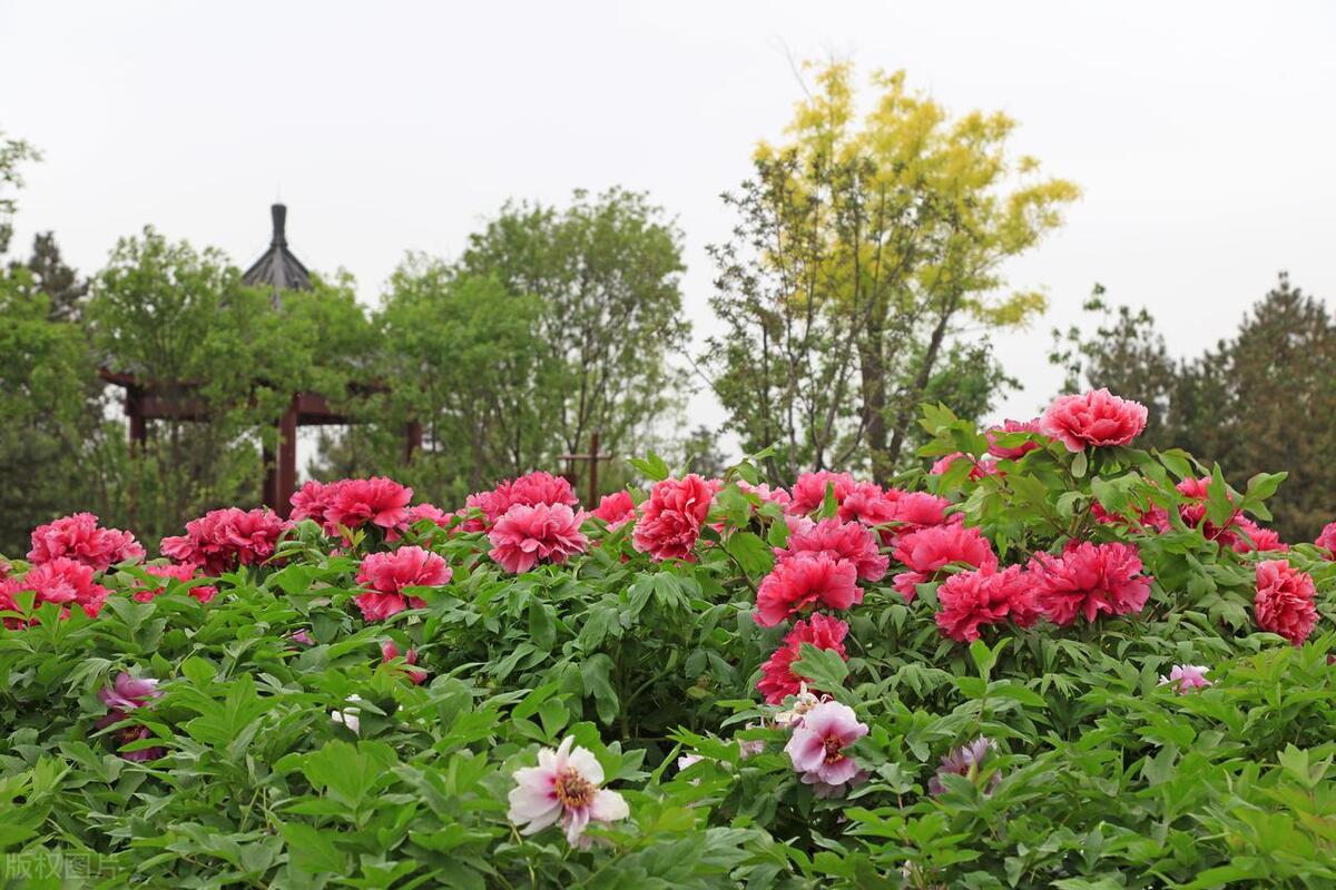 北京在哪可以观赏牡丹,北京赏牡丹的公园有哪些