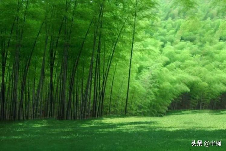 竹子开花马上搬家有这说法吗,竹子开花人要搬家有这种说法吗