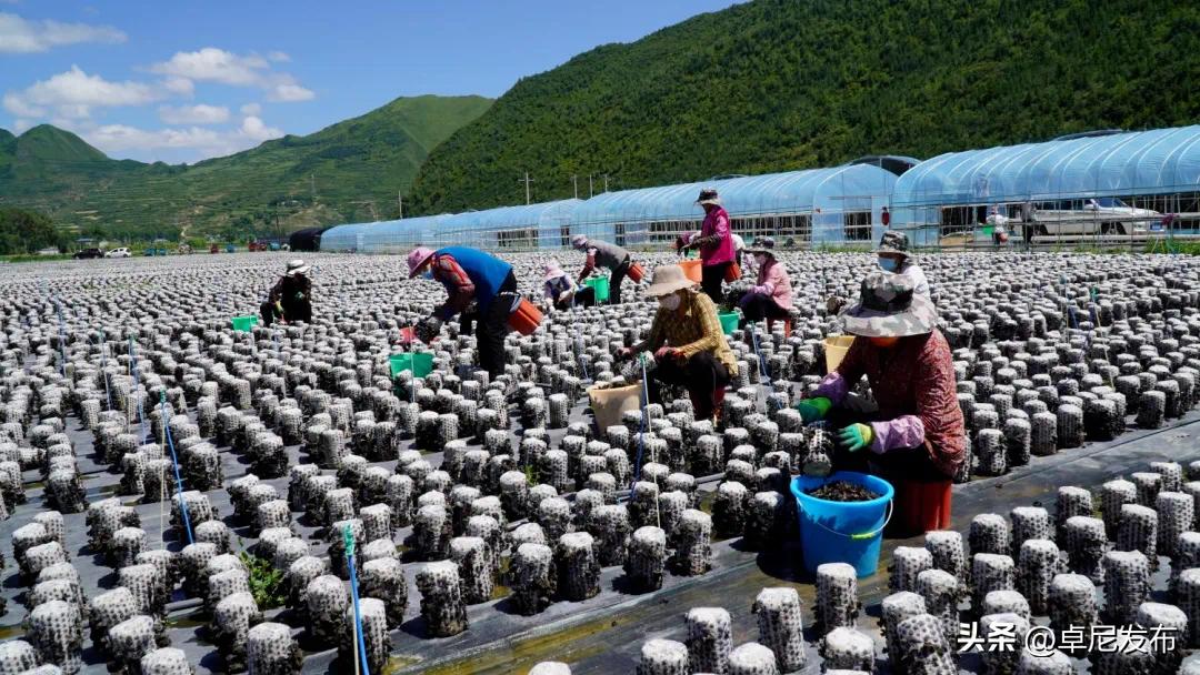 木耳种植示范村,木耳产业新模式乡村