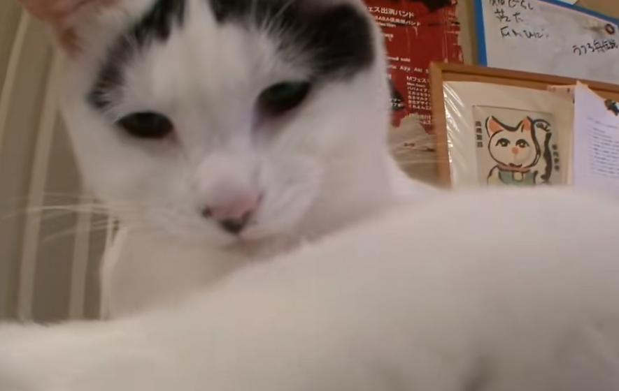 现实版招财喵，帮铲屎官实现月入过万，成为最强吉祥物！