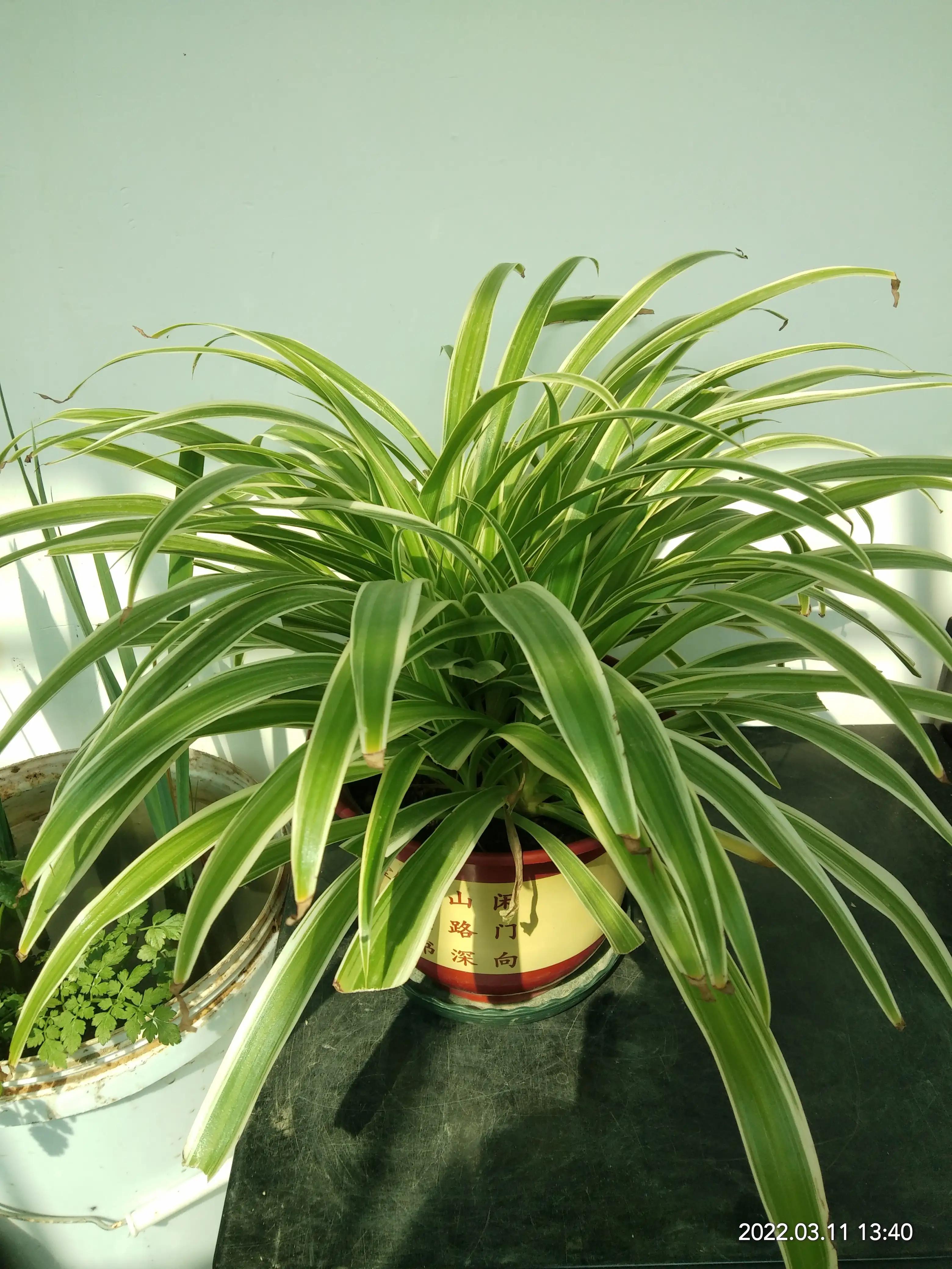 最好养的10种花排行第一名竟然是,好看又皮实勤花的花