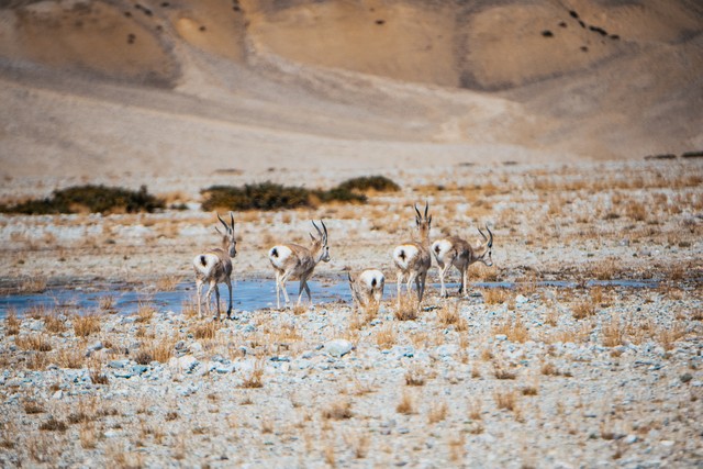 人类和动植物的生存条件,动物生存方法和技巧