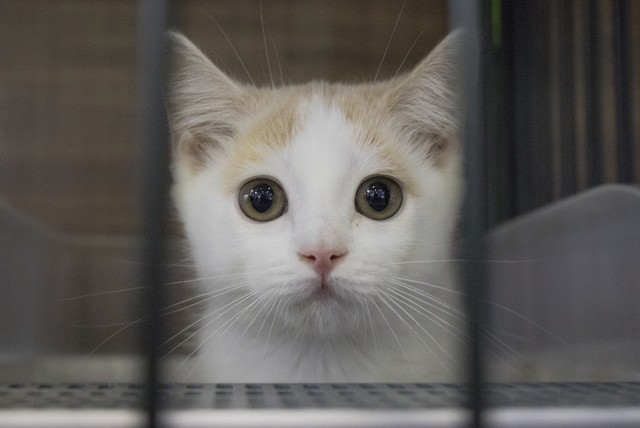 （154）前半生荒唐，后半生圆谎，失足女半生从良