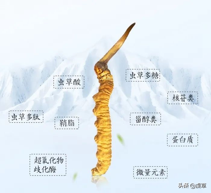 鲜虫草正当季,鲜虫草采收