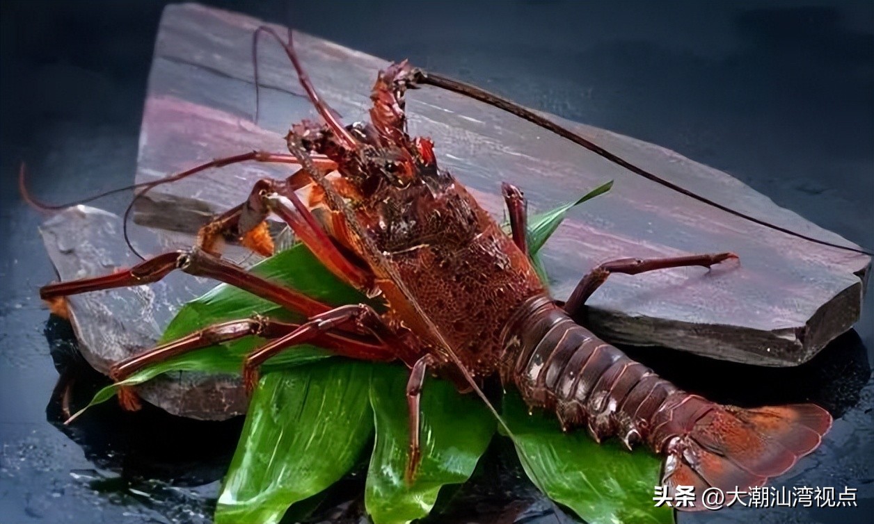 世界上各种龙虾视频介绍,世界各种龙虾价格