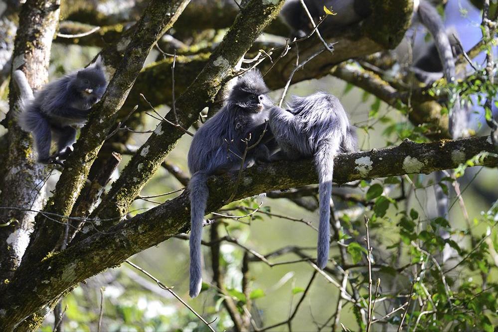 世界上最凶猛的猴子是什么样子,世界上最可怕的十种猴子排行榜