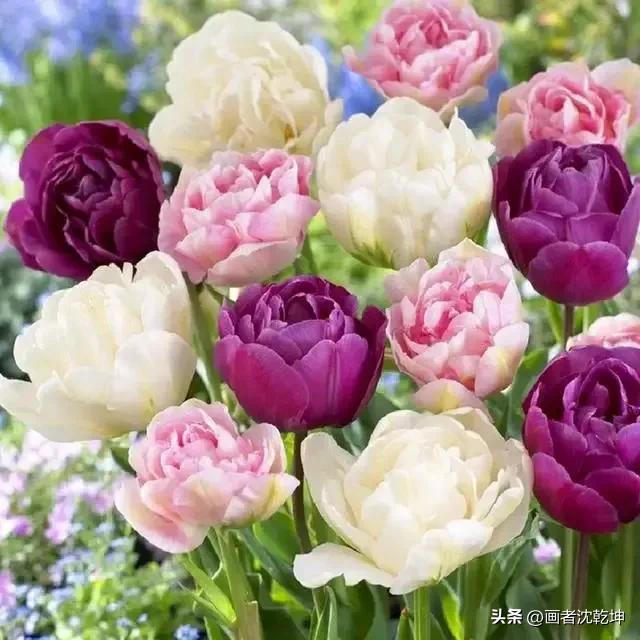 绝美郁金香花图片,绝美郁金香图片大片