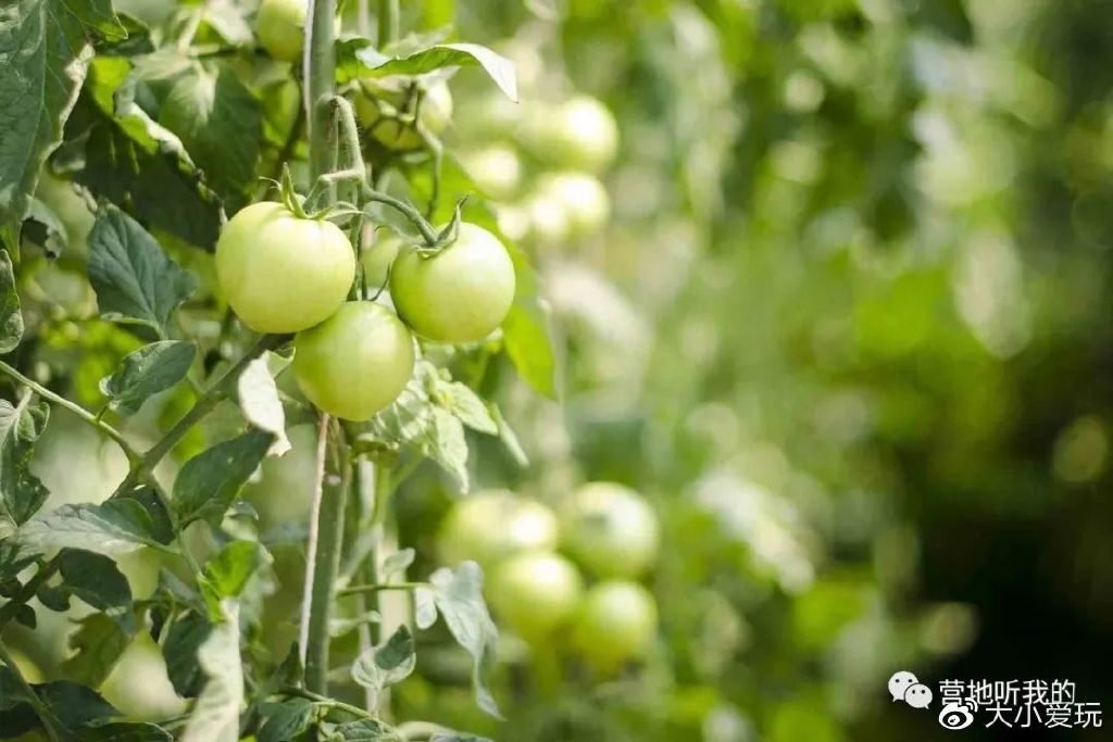 北京适合孩子玩的农场,一年四季都可以去的亲子农场