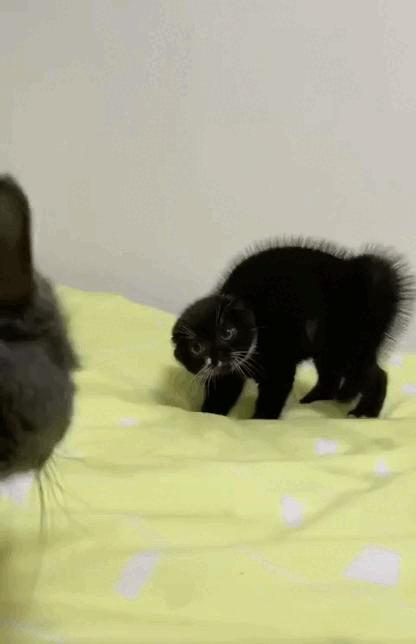 轻松一刻猫,轻松一刻喵星人的日常