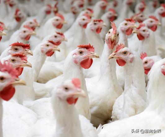 鸡干吃不胖要喂什么药,鸡群消瘦只吃不长是什么原因